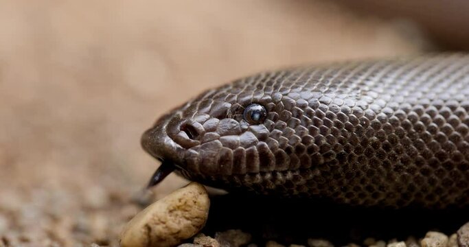 Head Close up of Red Sand Boa snake flicking its tongue out to sense the surroundings