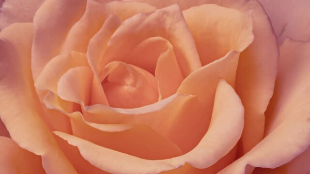 Beautiful fresh pink rose rotating, close up. Spa concept. Wedding, Birthday, Valentines day, Mothers day concept. Congratulation banner