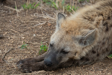 Close up of a spotted hyena cub - Crocuta crocuta - sleeping outside his den.  Location: Kruger National Park, South Africa.