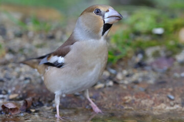 gros bec casse noyaux dans le gris de l'automne