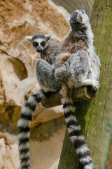lemur on a tree