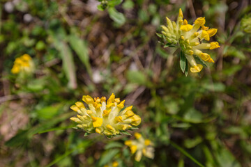 close up view of tender small mountain yellow flowers in nature background