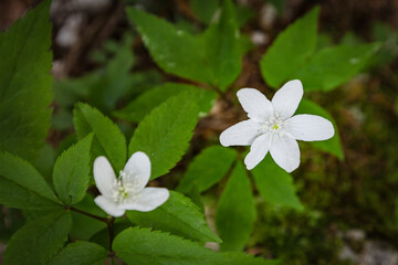 close up view of tender small mountain white flowers in nature background