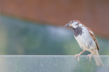Fototapeta premium sparrow on a fence