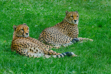 cheetah in the grass