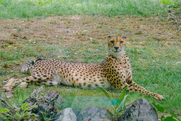 cheetah in the grass