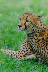 Obraz premium leopard in the tree
