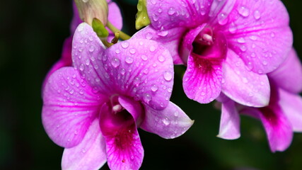 Obraz premium Pink and purple orchid blossoms growing in backyard.