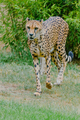 cheetah in the grass