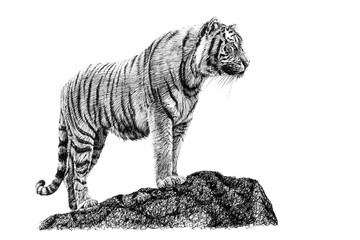Hand drawn tiger on rock, sketch graphics monochrome illustration on white background