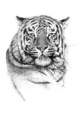 Hand drawn tiger portrait, sketch graphics monochrome illustration on white background