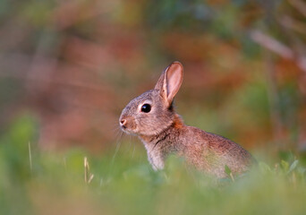 baby rabbit in the grass