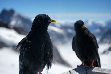 Two ravens together
