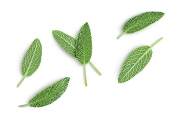 fresh sage herb isolated on white background with clipping path and full depth of field, Top view....