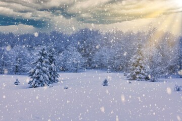 Harsh winter landscape beautiful snowy fir trees