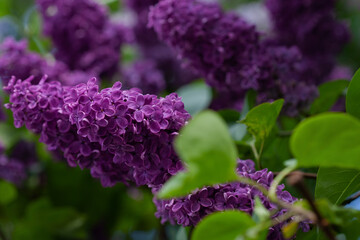 Clusters of lilac surrounded by green foliage