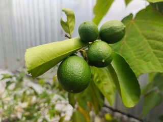 close up view of unripe lemon fruit, fresh lemon fruit hanging on tree, selective focus