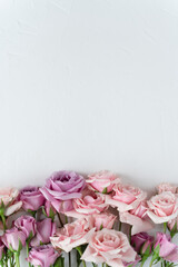 Pink roses on a white background. Postcard for congratulations. Flowers for the background.