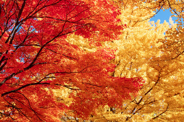 札幌市　イチョウ並木の紅葉