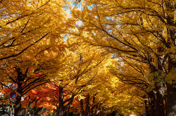 札幌市　イチョウ並木の紅葉