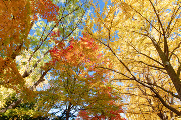 札幌市　イチョウ並木の紅葉