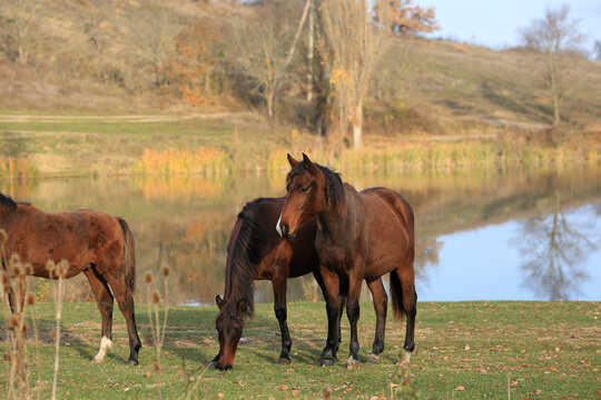 Horses graze freely in the Crimean countryside by the lake in autumn