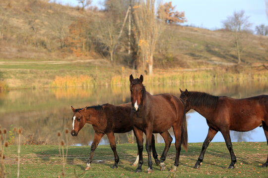 Horses graze freely in the Crimean countryside by the lake in autumn