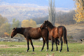 Horses graze freely in the countryside of Crimea