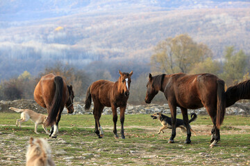 Fototapeta na wymiar Horses graze freely and dogs run in the countryside of Crimea