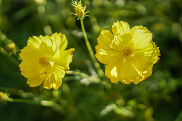 yellow flowers in the garden