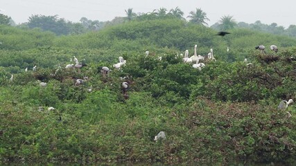 Vedanthangal Bird Sanctuary is home to green puzzles with white cranes and pelicans, storks and some birds at the Asian Open and Some birds are seated