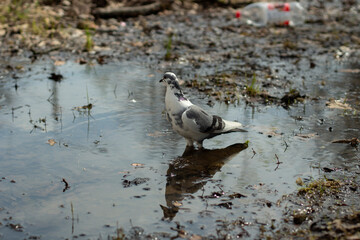 The pigeon stands in a puddle. Blue of three colors. Beautiful color of the city bird.
