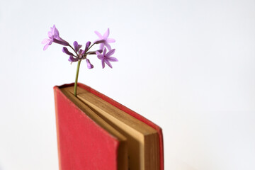 Small purple flowers as a bookmark holding a place in a red vintage old book