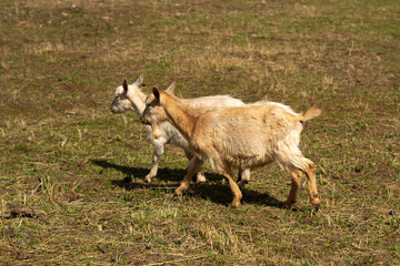 A white goat runs down the lawn. An animal on a farm.