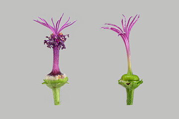 Marokkanische Wild-Malve (Malva sylvestris subsp. subacaulis), Knospe, Blüte, Fruchtknoten, Griffel, männliche Blütenphase, weibliche Blütenphase, Marokko Atlasgebirge, Bildtafel, Deutschland