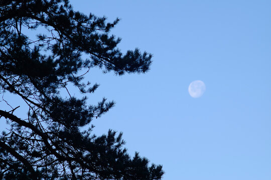 Der Mond ist vom Waldrand gut sichtbar