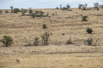 Fototapeta na wymiar Gepard im Mountain Zebra Nationalpark in Südafrika