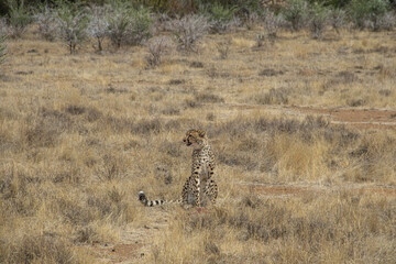 Gepard im Mountain Zebra Nationalpark in Südafrika