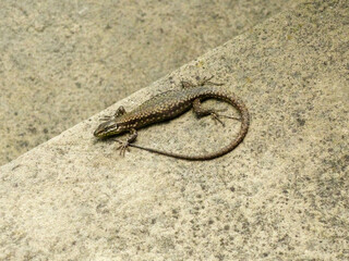 Lizard warms up on sandstone