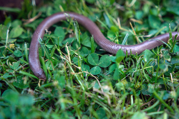 The Iberian worm lizard