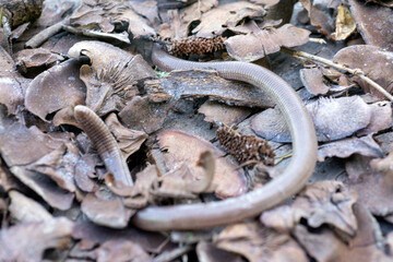 The Iberian worm lizard