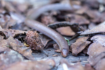 The Iberian worm lizard