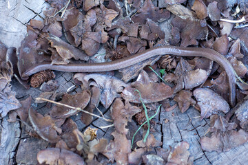The Iberian worm lizard