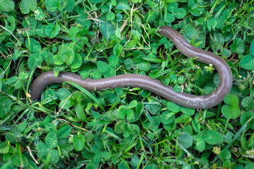 The Iberian worm lizard
