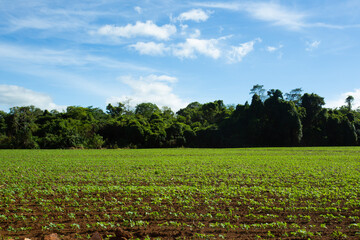 Fototapeta na wymiar Plantação de soja pelo mundo