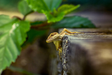 Lizard, Anolis Colombian