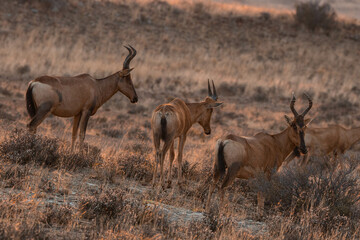 Antilopen in Südafrika