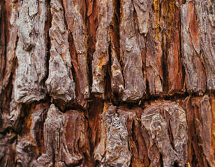 The texture of the tree bark. Tree in the park close-up. Relief texture and background.