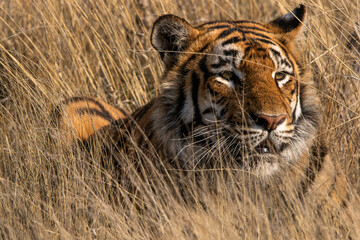 Fototapeta na wymiar Wilder Tiger im hohen Gras in Südafrika