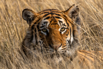 Fototapeta na wymiar Tiger im hohen Gras
